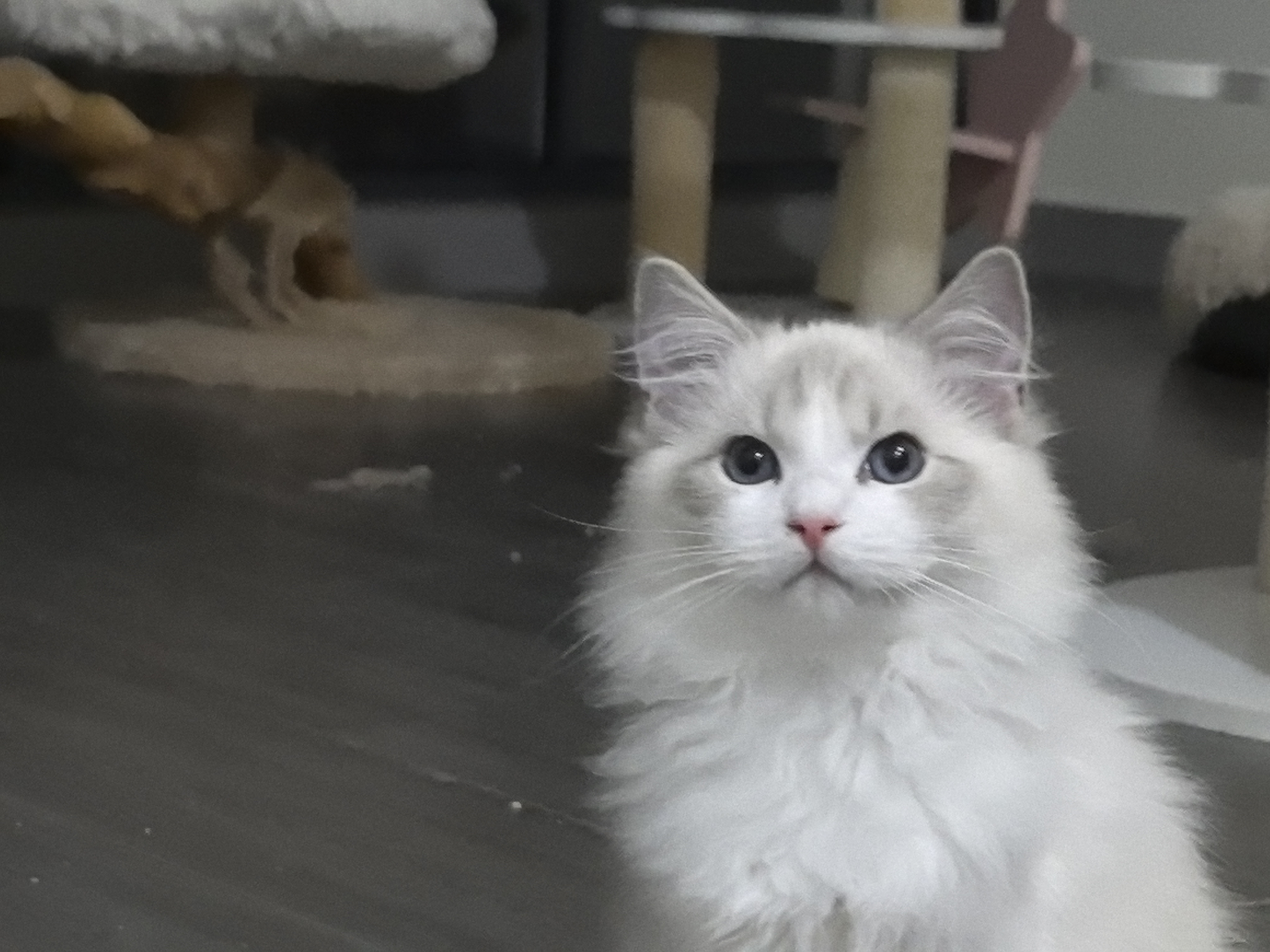 布偶猫